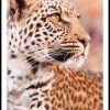 Posterton Leopard I Profil Poster | Djur Posters