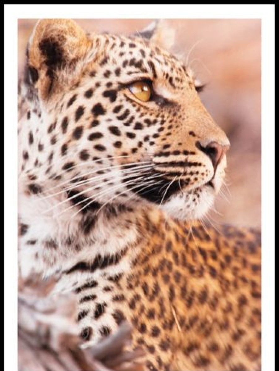 Posterton Leopard I Profil Poster | Djur Posters