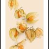 Posterton Physalis Poster | Natur Posters