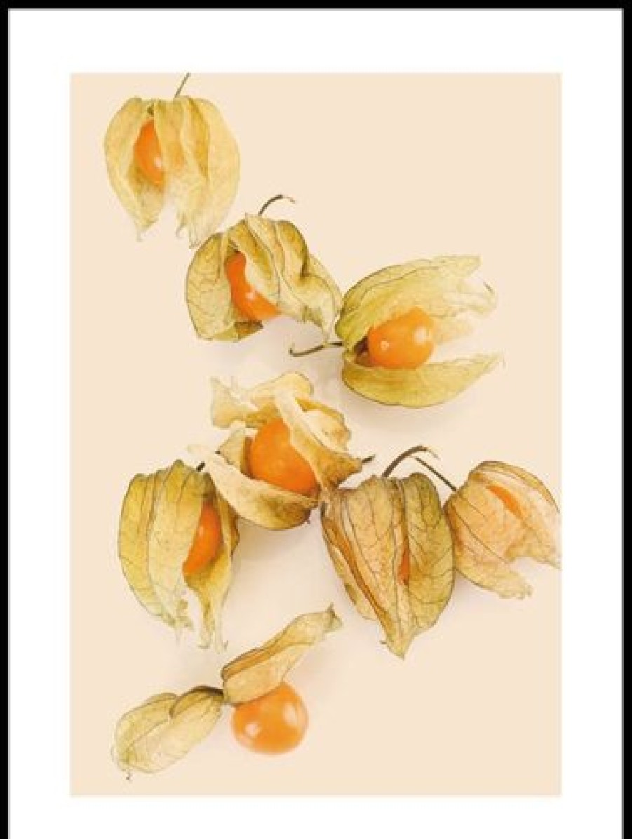 Posterton Physalis Poster | Natur Posters