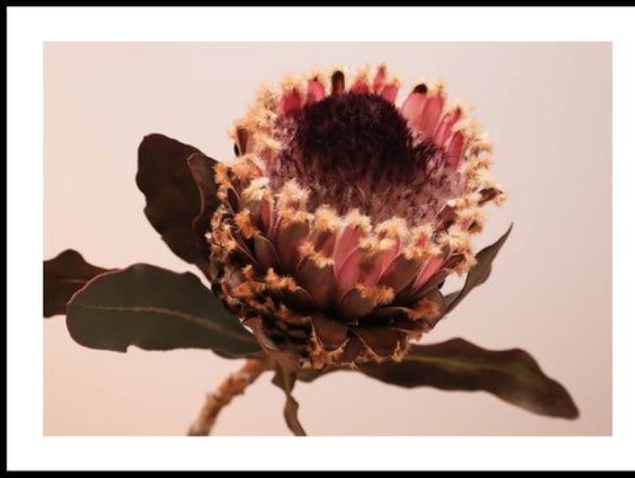 Posterton Min Protea Poster | Natur Posters