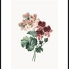 Posterton Geranium Poster | Nyheter