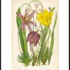 Posterton Vintage V R Blommor Poster | Nyheter