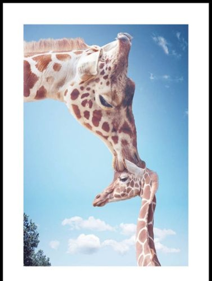 Posterton Giraffpuss Poster | Djur Posters