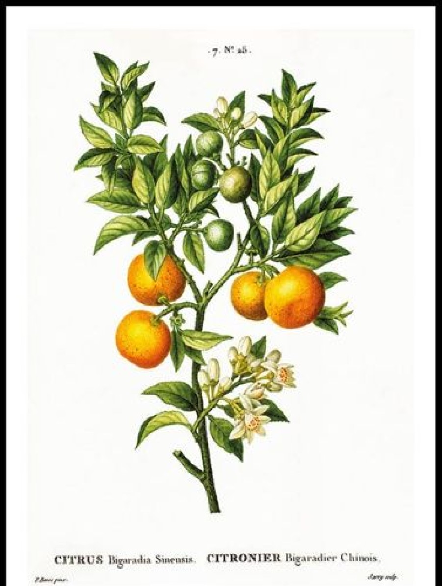 Posterton Citrus Poster | Nyheter