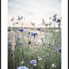 Posterton Vilda Blommor Poster | Nyheter