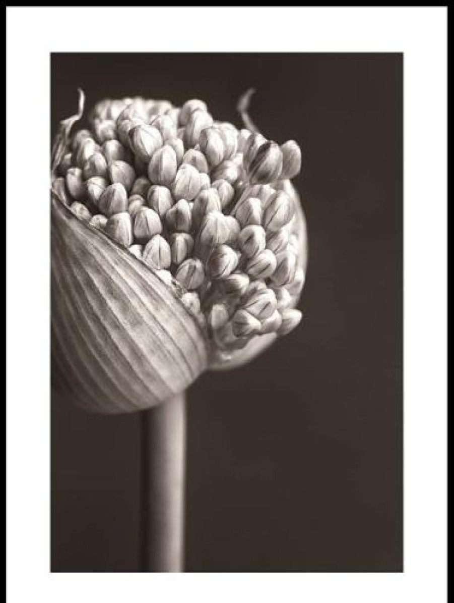 Posterton Allium Poster | Nyheter