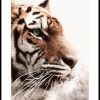 Posterton Tiger Poster | Nyheter