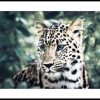 Posterton Bl Gd Leopard Poster | Nyheter