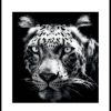 Posterton Persisk Leopard Poster | Djur Posters