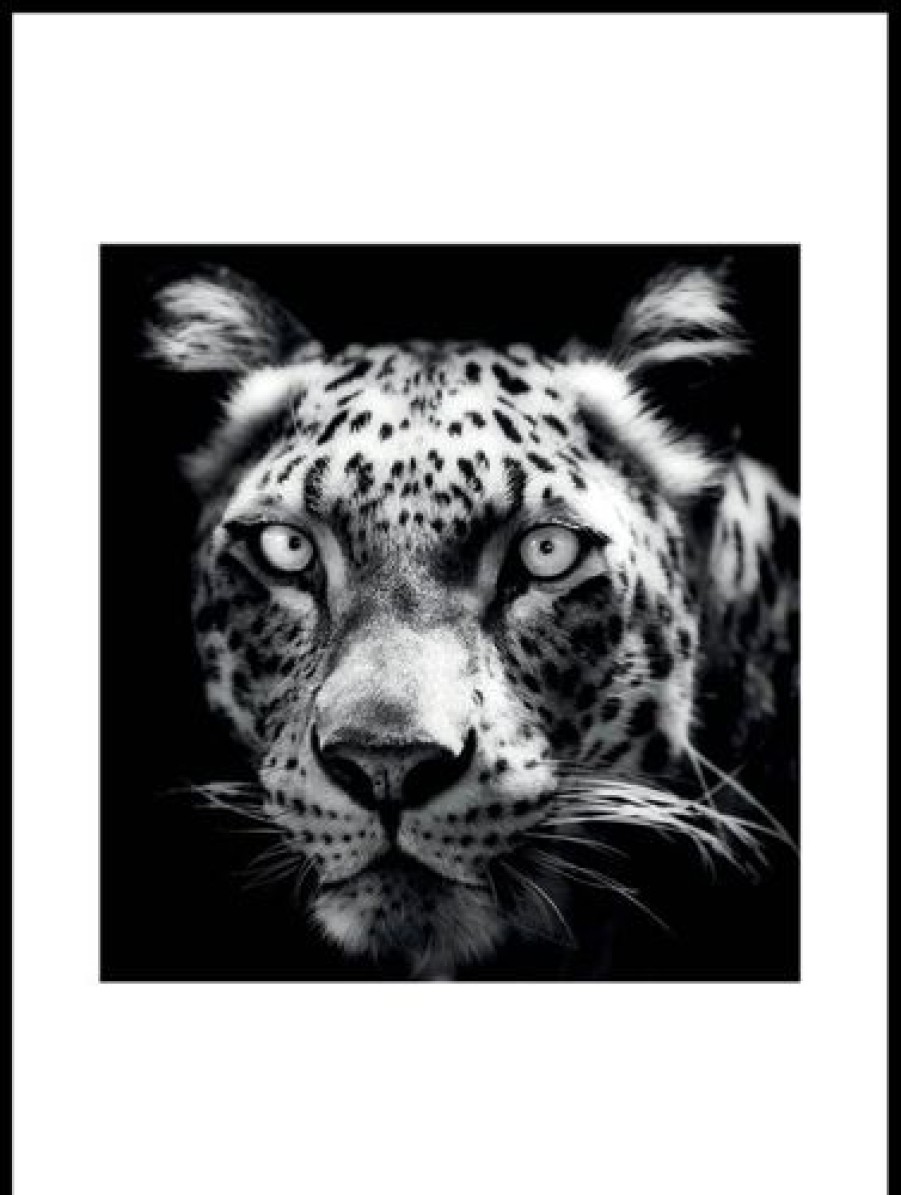 Posterton Persisk Leopard Poster | Djur Posters