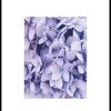 Posterton Lila Hortensia Poster | Nyheter