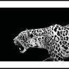 Posterton Leopard Poster | Nyheter