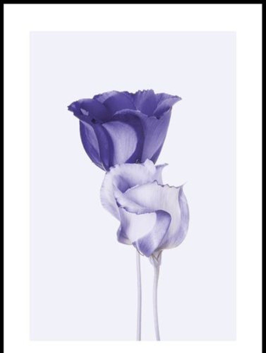 Posterton Lila Eustoma Poster | Nyheter