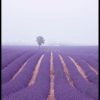 Posterton Lavendel F Lt Poster | Natur Posters