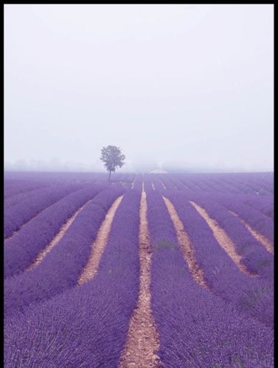 Posterton Lavendel F Lt Poster | Natur Posters