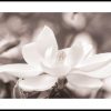 Posterton Blommande Magnolia Poster | Nyheter