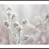 Posterton Frostblommor Poster | Nyheter