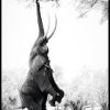 Posterton Elefant Ter Blad Poster | Topplistan Affischer