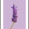 Posterton Lavender Poster | Nyheter