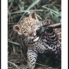 Posterton Leopardunge Poster | Nyheter