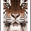 Posterton Bengal Tiger Poster | Nyheter