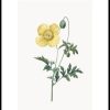 Posterton Papaver Cambricum Poster | Nyheter