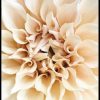 Posterton Vacker Dahlia Poster | Nyheter