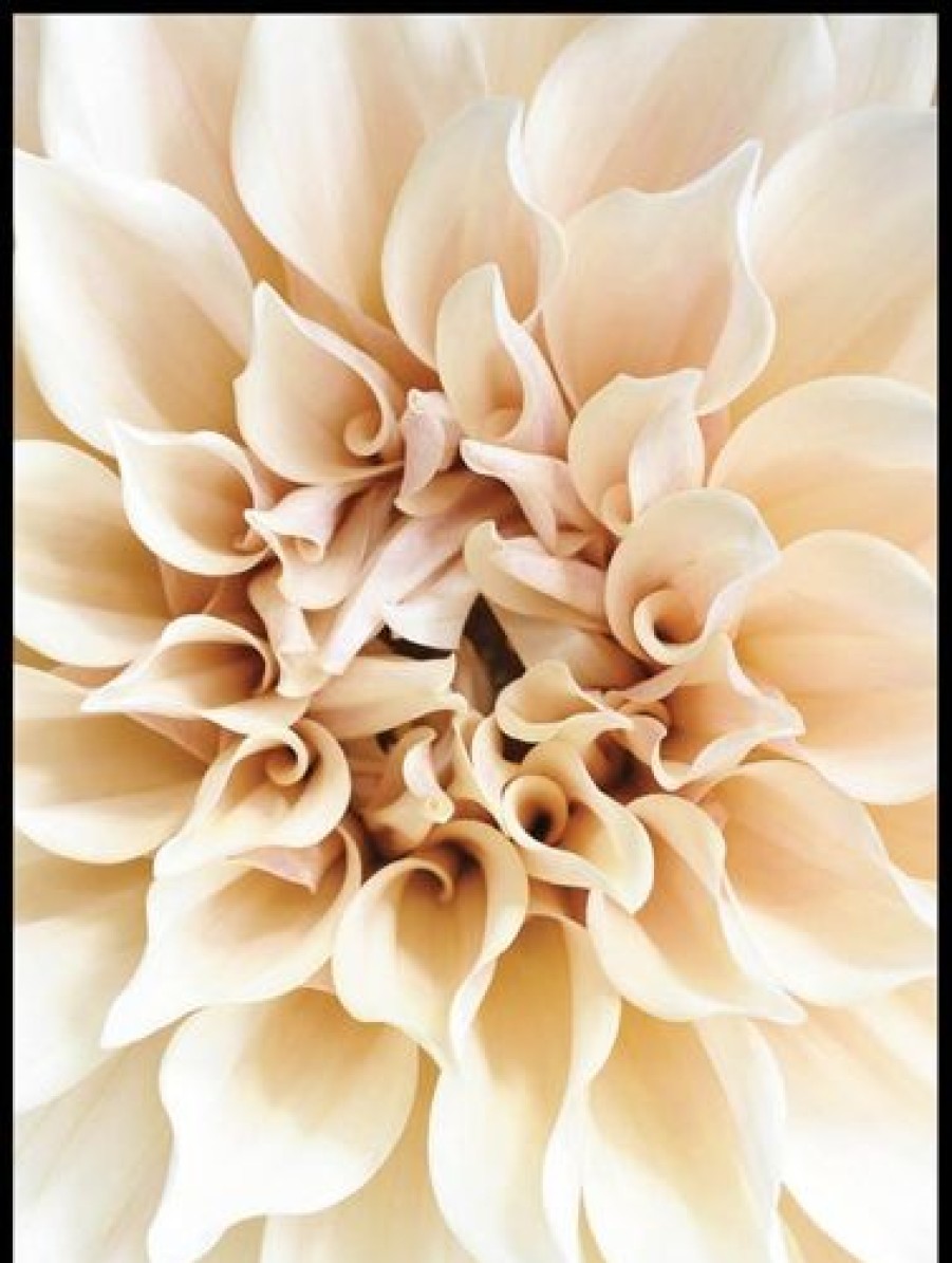 Posterton Vacker Dahlia Poster | Nyheter