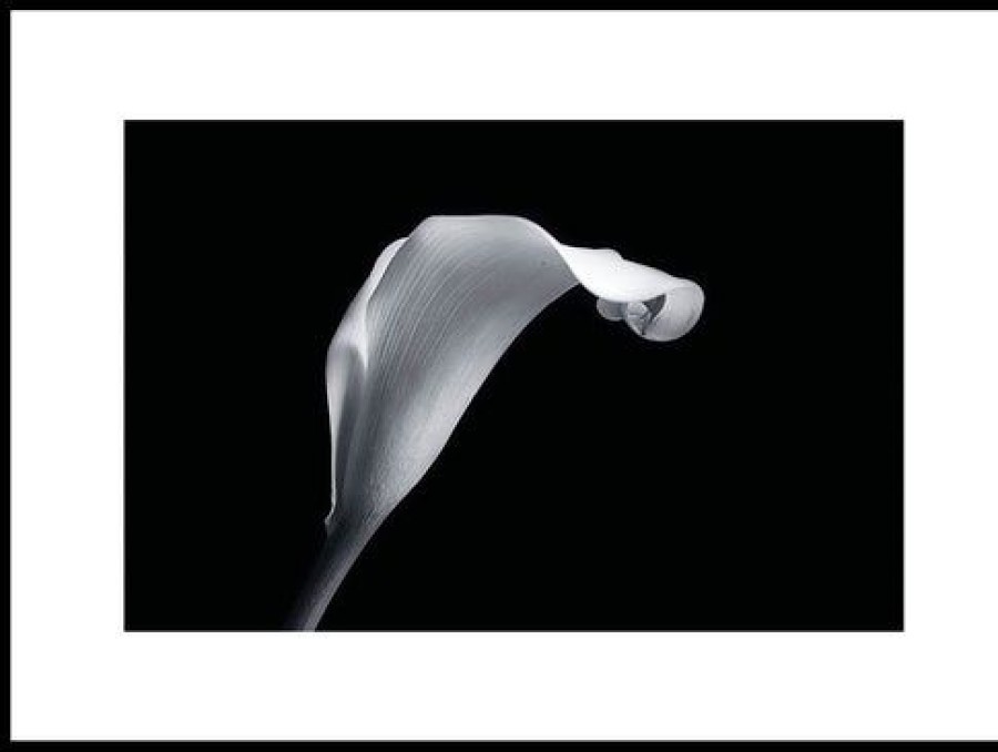 Posterton Zantedeschia Poster | Nyheter