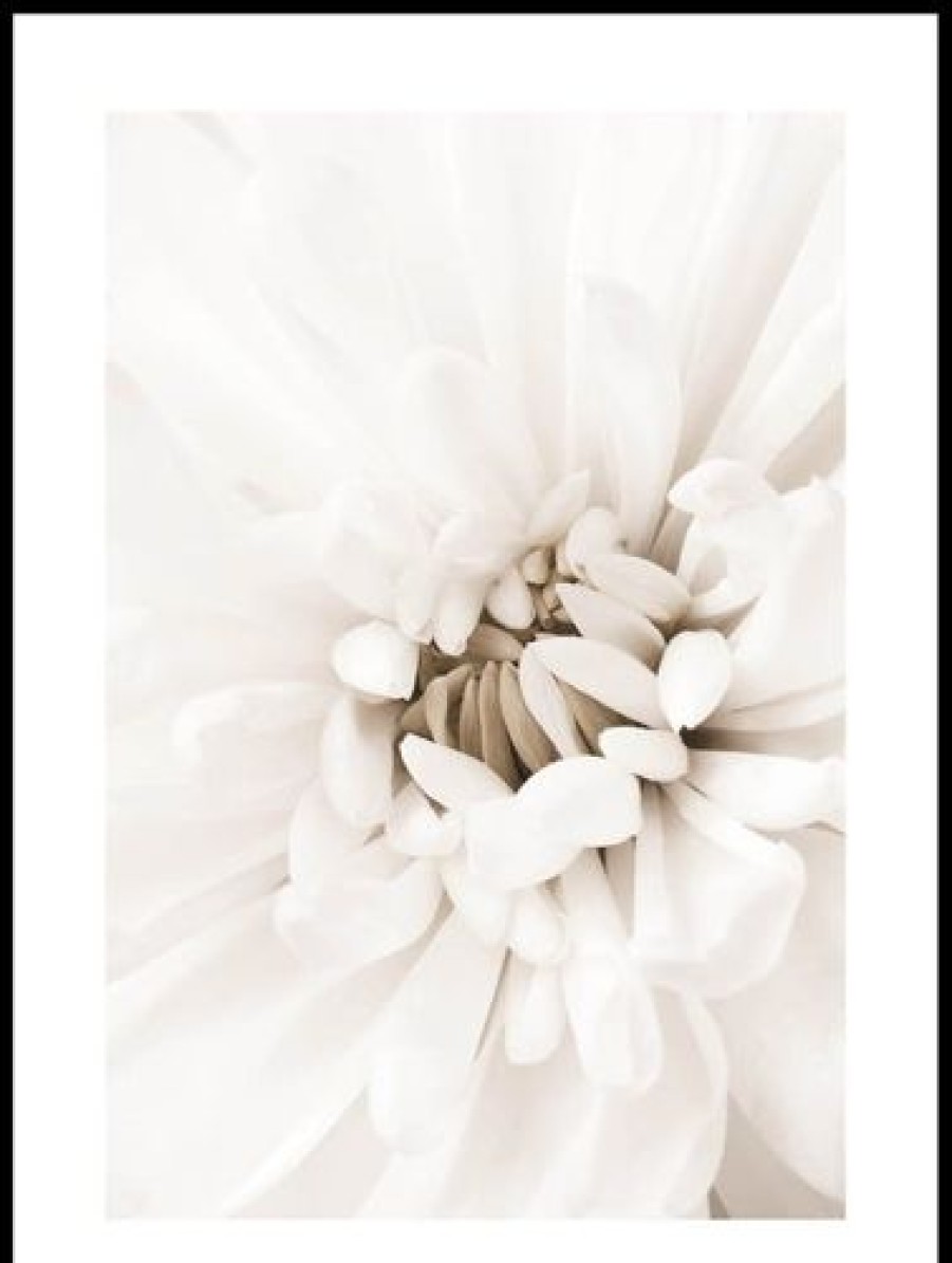 Posterton Vit Chrysanthemum Poster | Nyheter