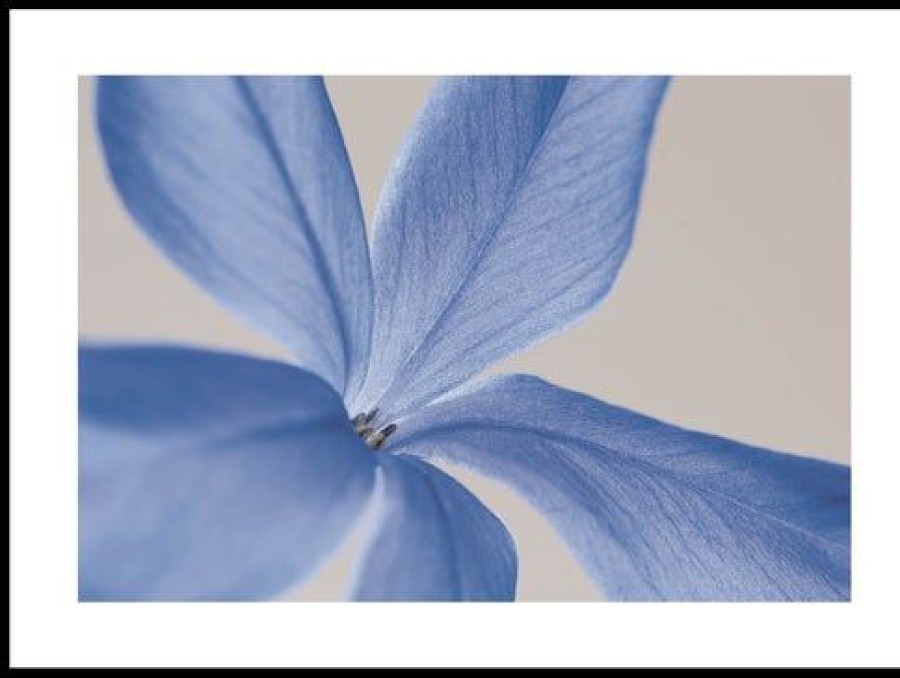 Posterton Plumbago Capensis Poster | Nyheter