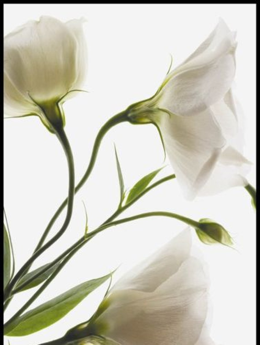 Posterton Vita Blommor Poster | Topplistan Affischer