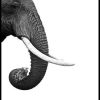 Posterton Profil Av Elefant Poster | Djur Posters